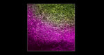 Eyeshadow: Multi-Chroma Chameleon